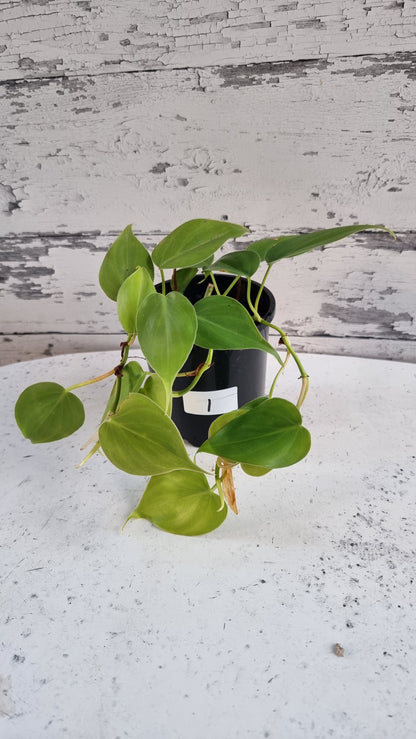 Philodendron Hederaceum var. oxycardium - Heart Leaf Philodendron