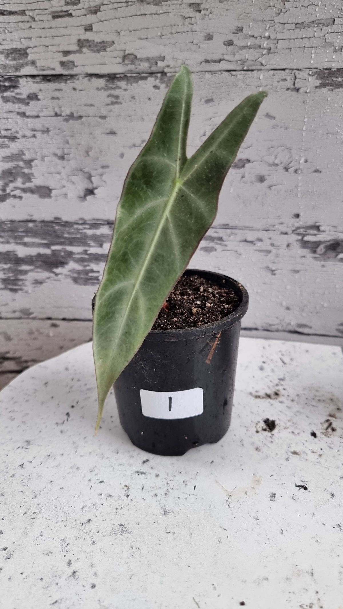 Alocasia longiloba 'Denudata' purple - Non TC