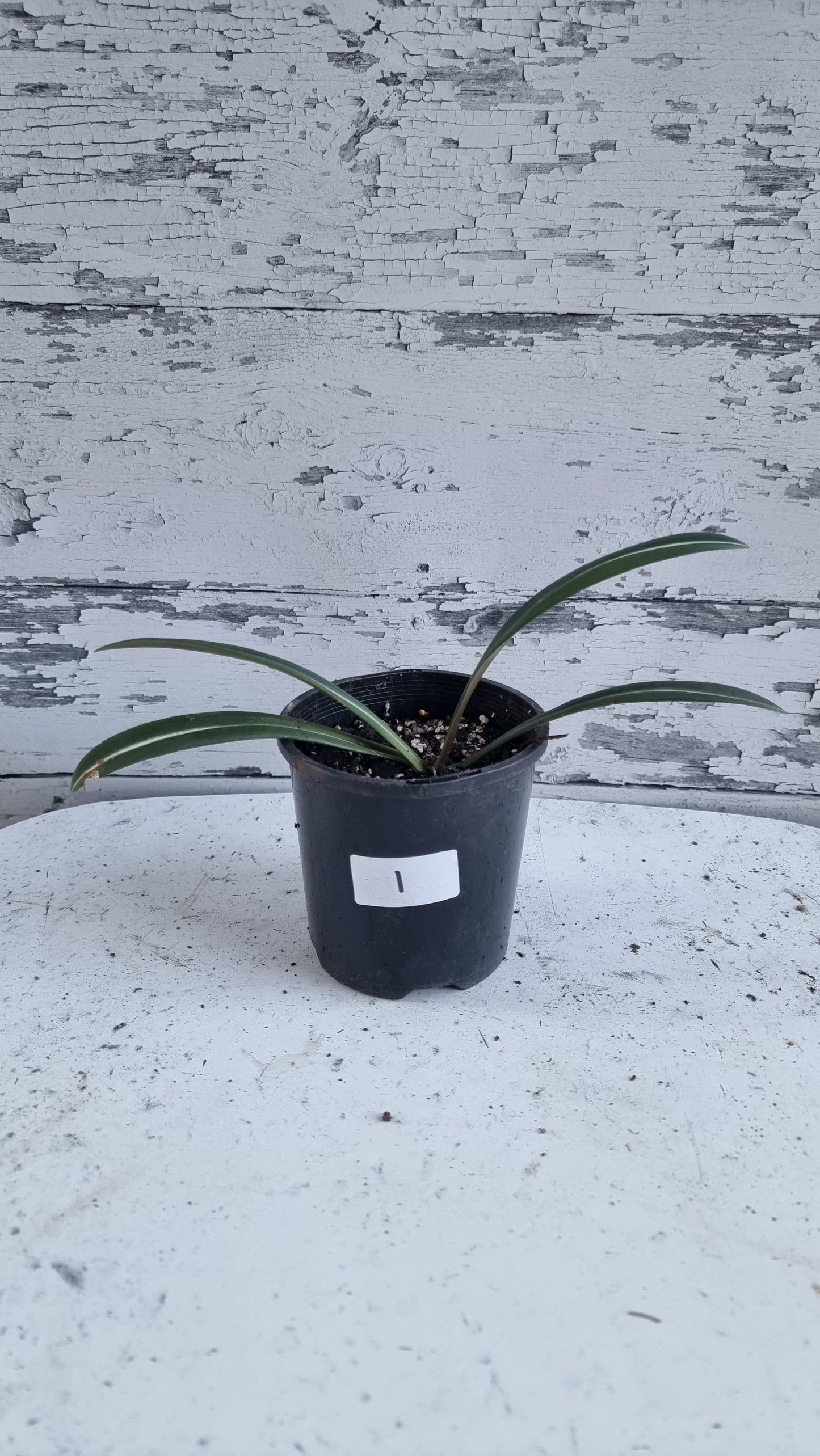 Hippeastrum striatifolium - Striped Amaryllis