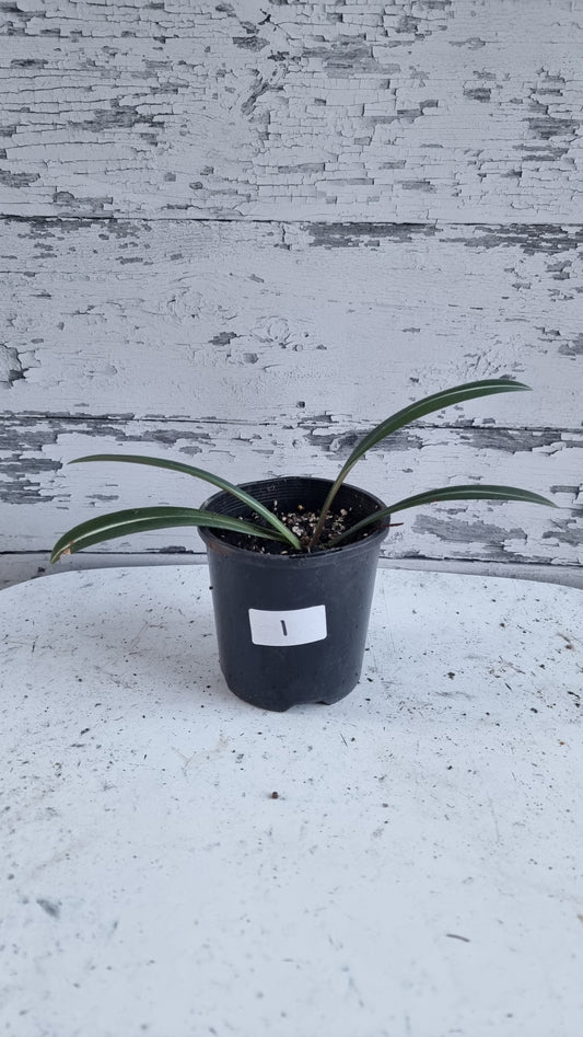 Hippeastrum striatifolium - Striped Amaryllis