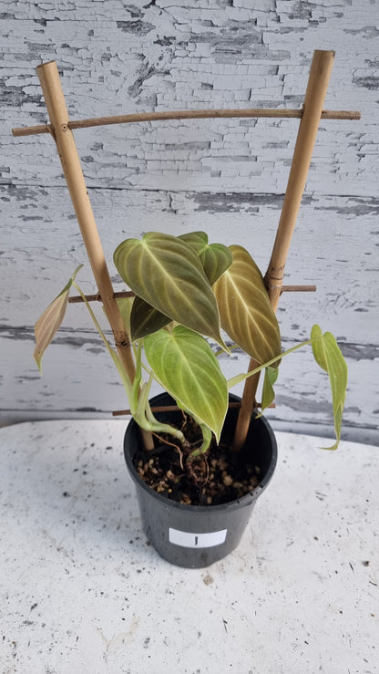 Philodendron 'Splendid' - Philodendron verrucosum x melanochrysum