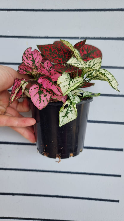 Hypoestes phyllostachya Trio - 圓點植物