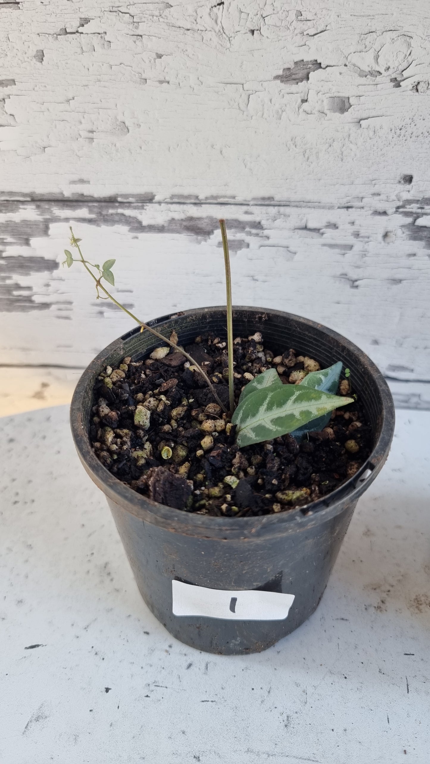 Bignonia argyro violacea - Crossvine