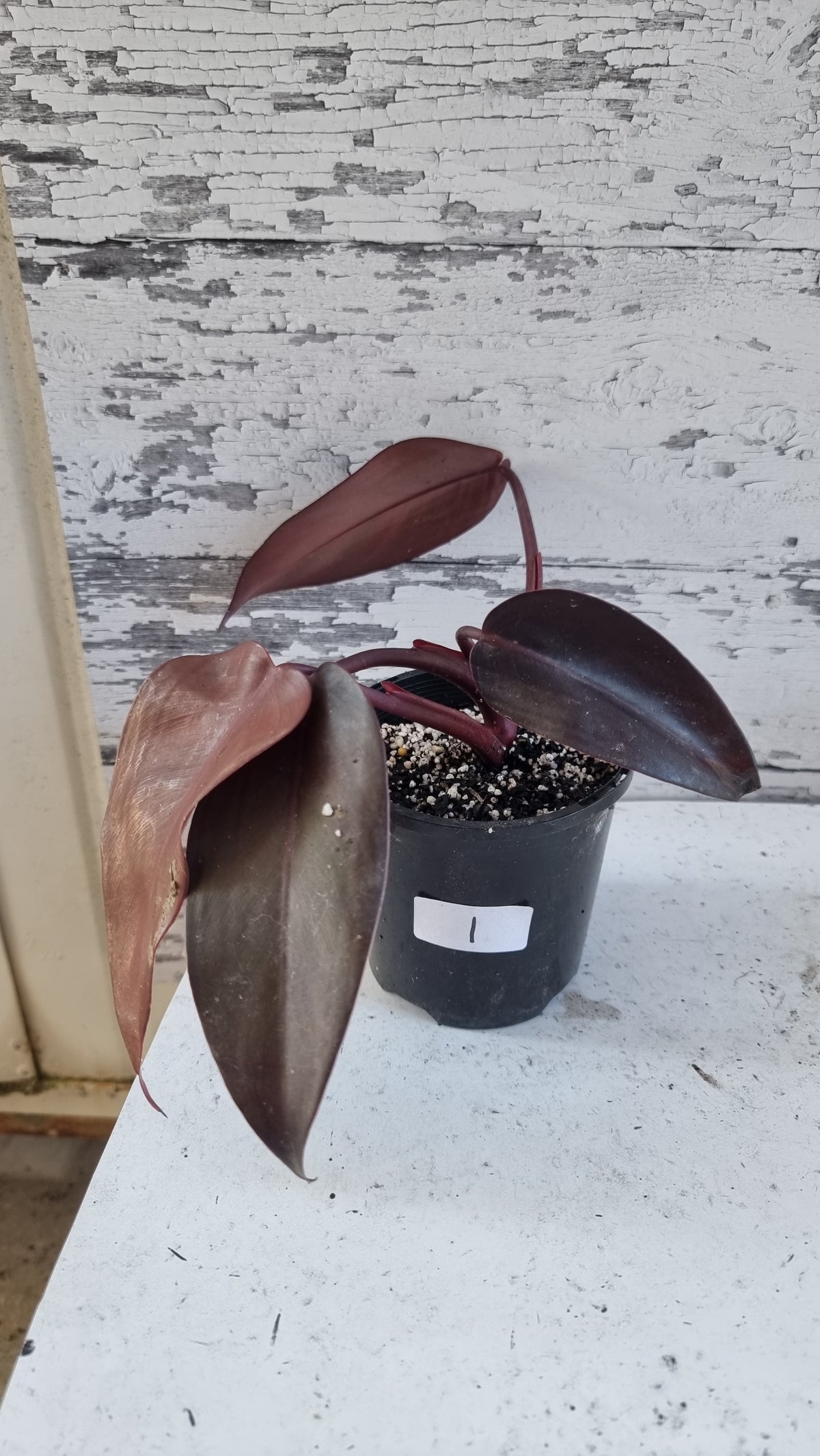 Philodendron 'Dark Lord'
