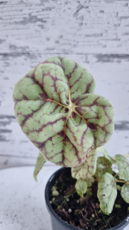 Begonia 'Page 13' - Blue Leaf