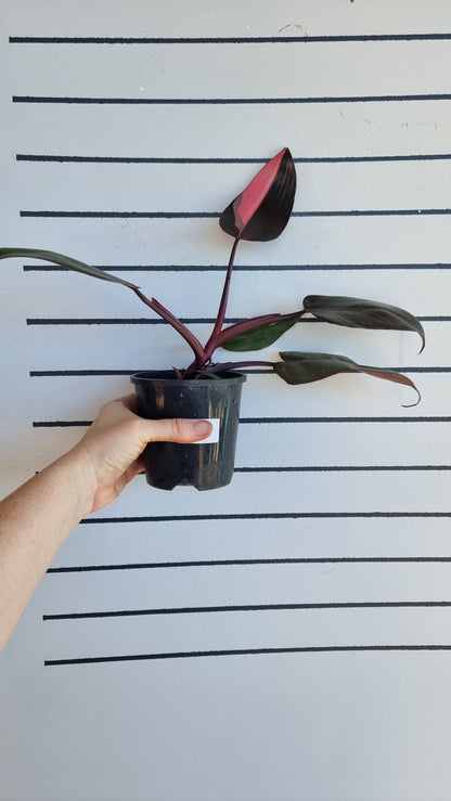 Philodendron erubescens 'Pink Princess'