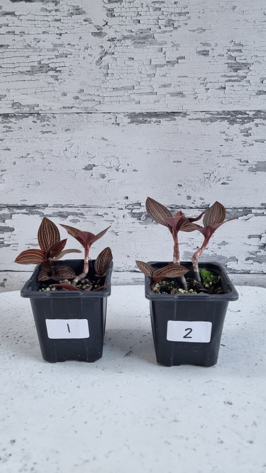 Ludisia discolour 'Spiderman' - Jewel Orchid