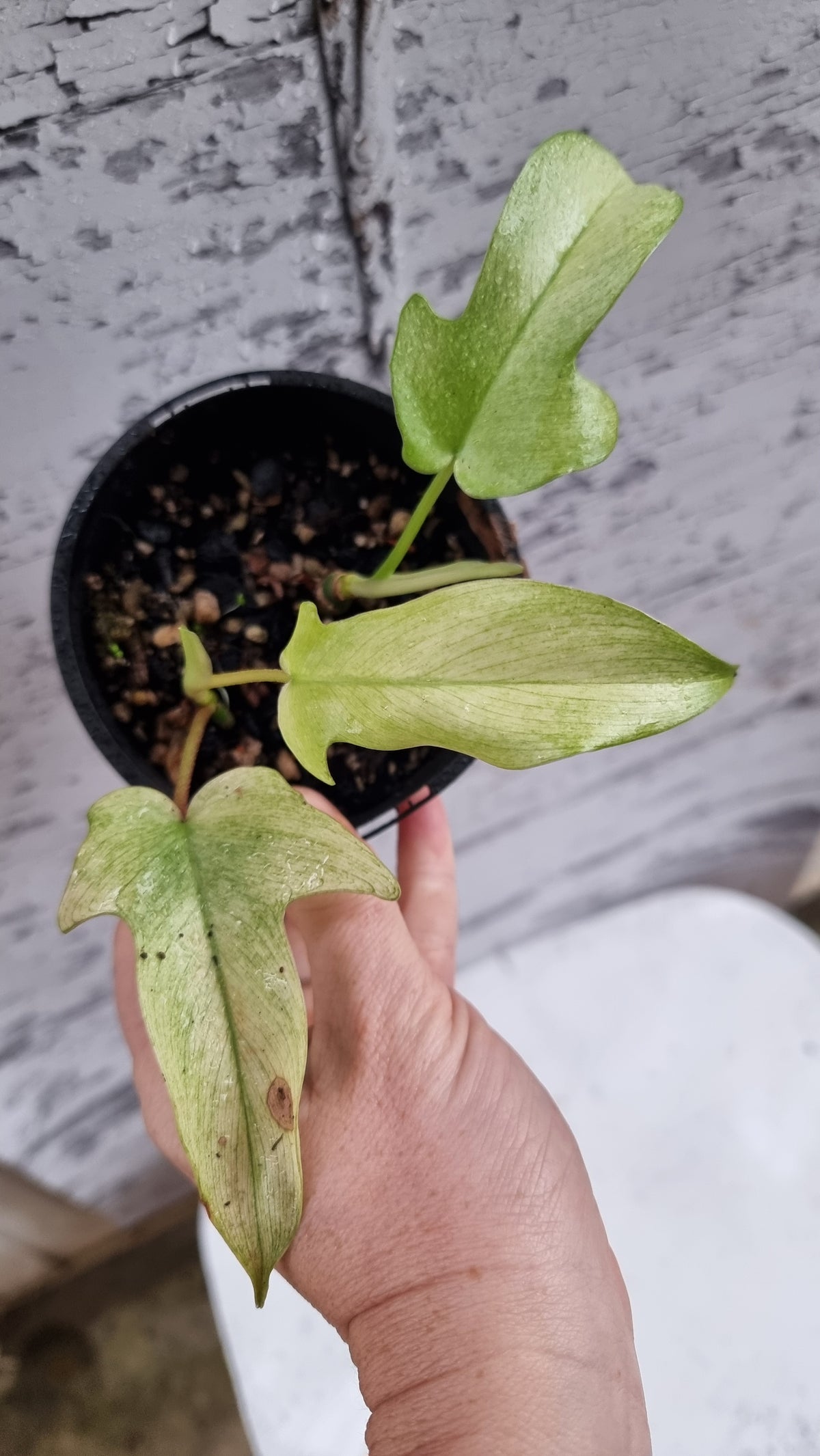 Philodendron 'Florida Ghost'
