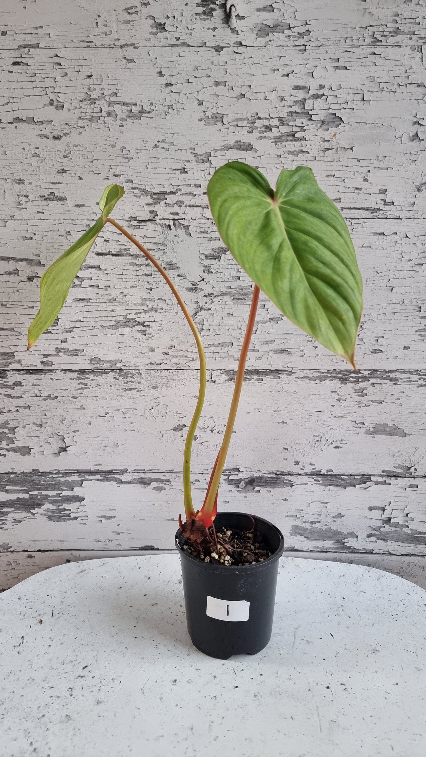 Philodendron NOID 'TC pastazanum silver'