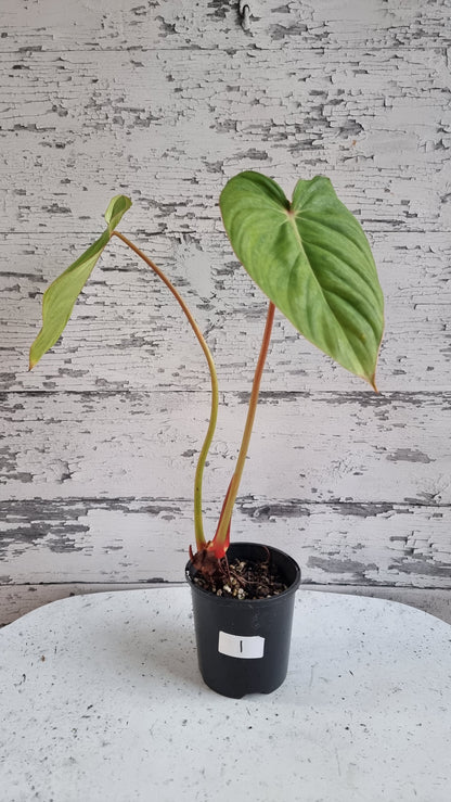 Philodendron NOID 'TC pastazanum silver'
