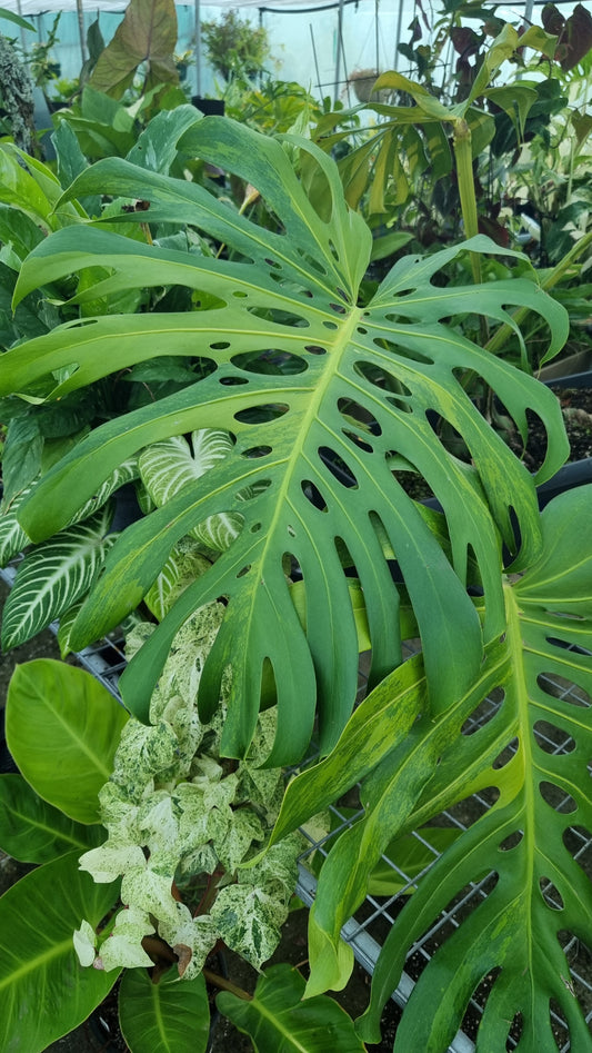 Monstera deliciosa 'Green on Green' - Green Variegated Fruit Salad Plant