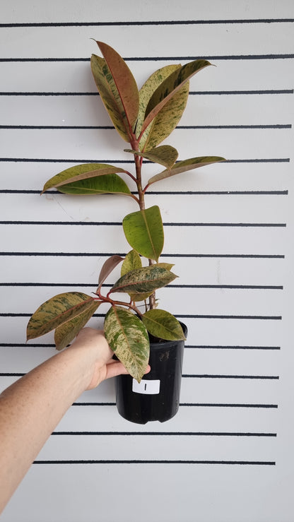 Ficus elastica ‘Shivereana’ - Rubber Plant