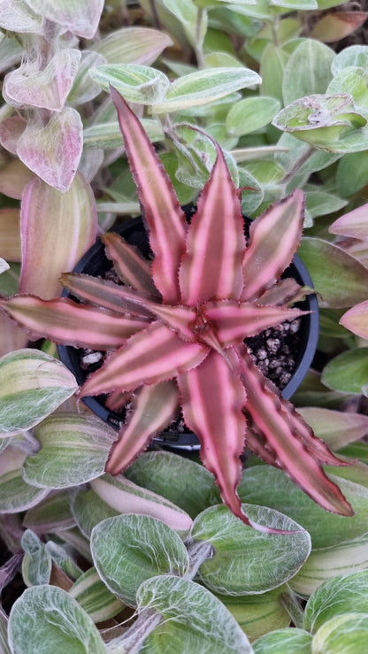 Cryptanthus bivittatus - Earth Star