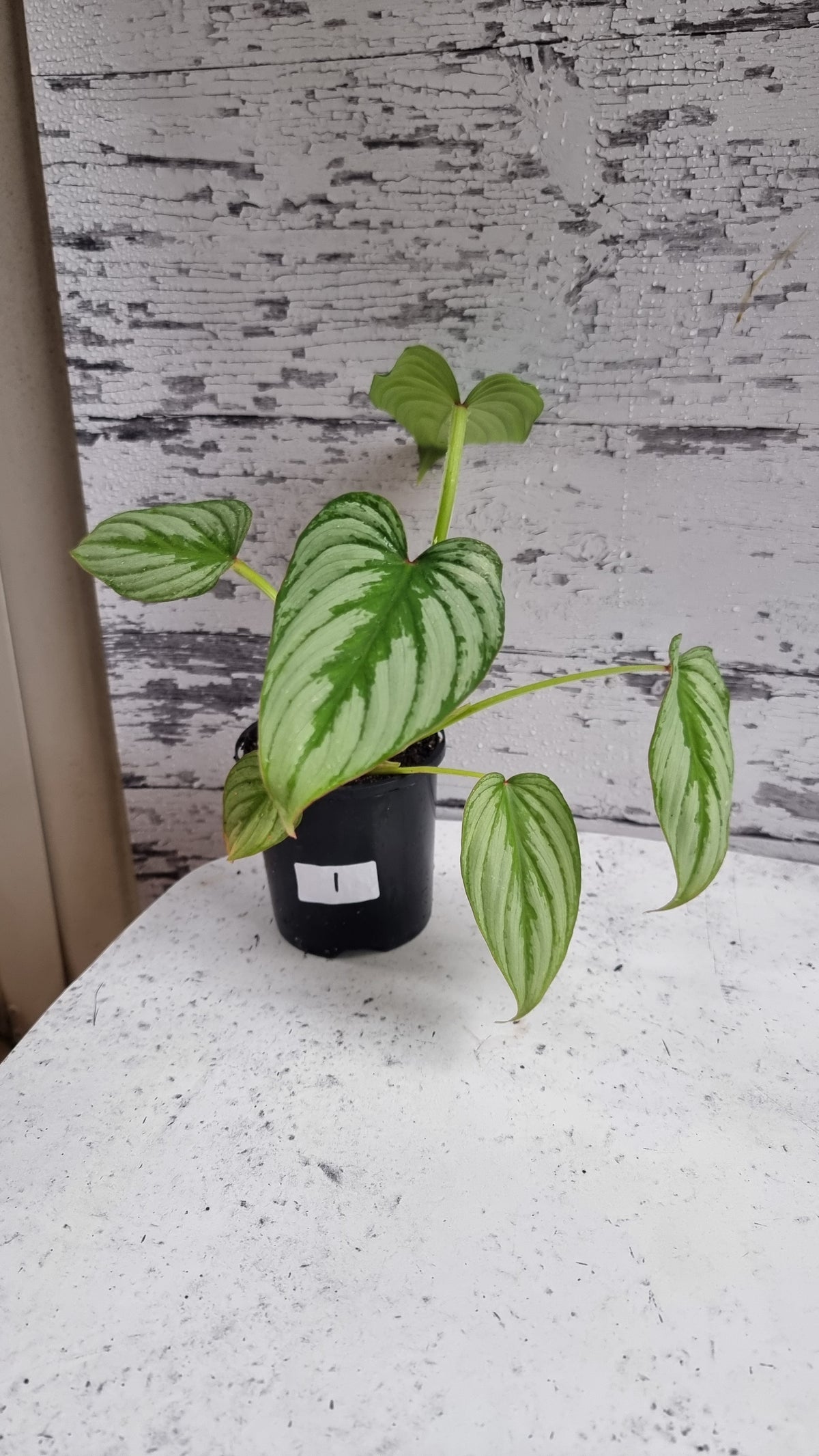 Philodendron mamei 'Silver Cloud'
