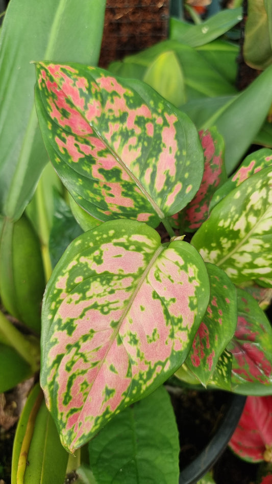 Aglaonema commutatum 'Lady Valentine'