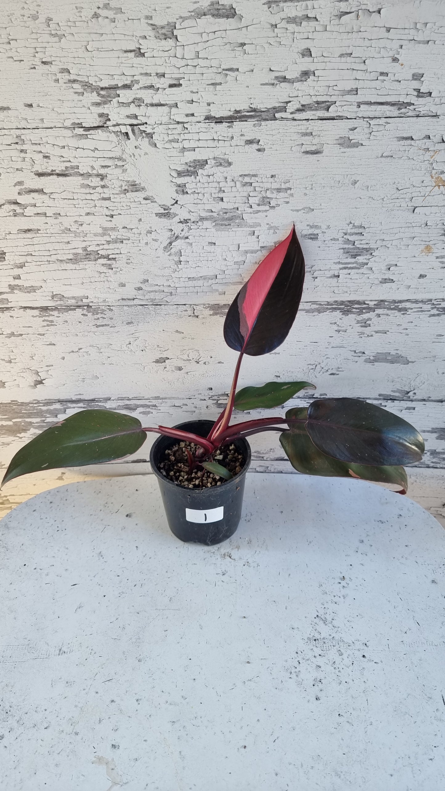Philodendron erubescens 'Pink Princess'