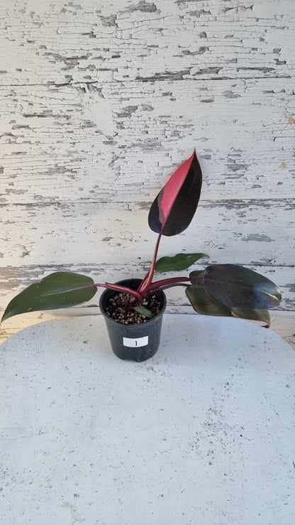 Philodendron erubescens 'Pink Princess'