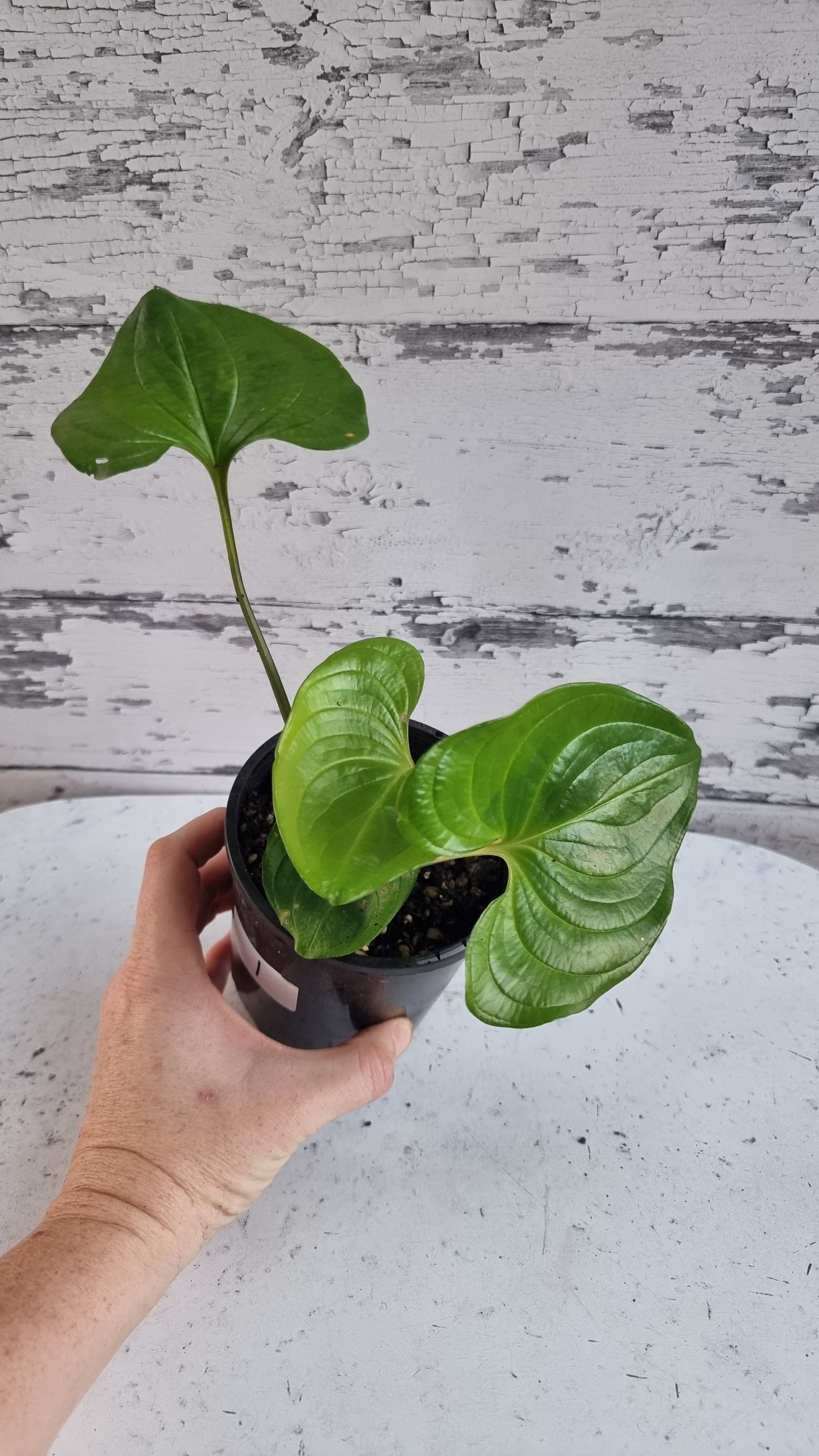 Cyanastrum cordifolium - Heartleaf cyanastrum