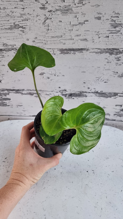 Cyanastrum cordifolium - Heartleaf cyanastrum