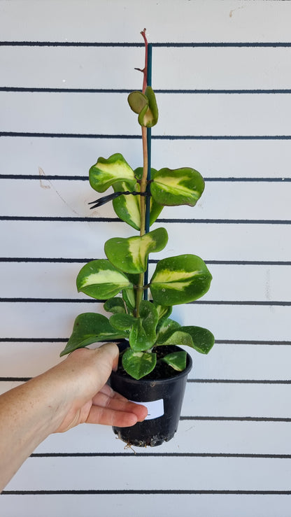 Hoya obovata variegata - Variegated Wax Vine Plant