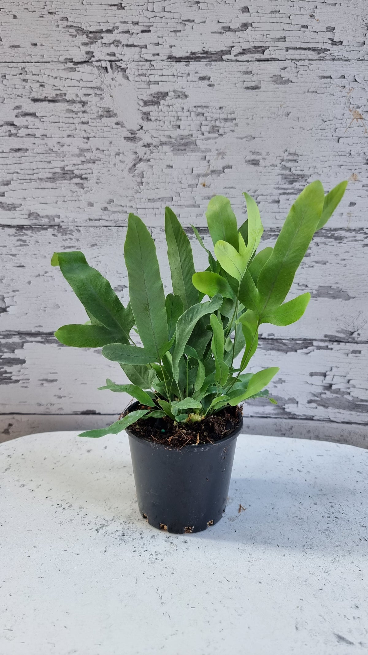 Phlebodium aureum - 蓝星蕨