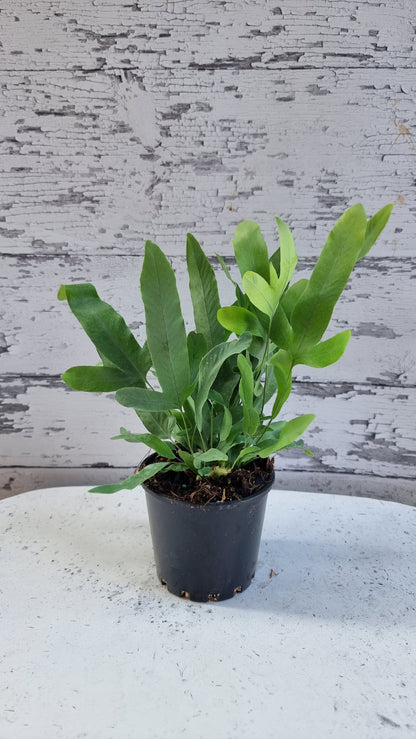 Phlebodium aureum - 蓝星蕨