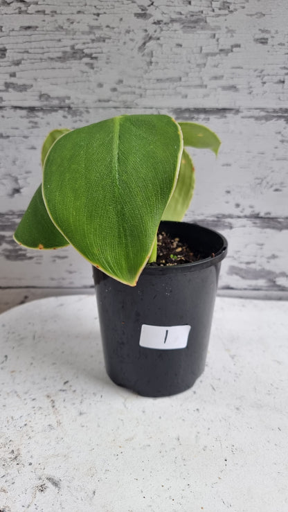 Philodendron rugosum - 猪皮植物