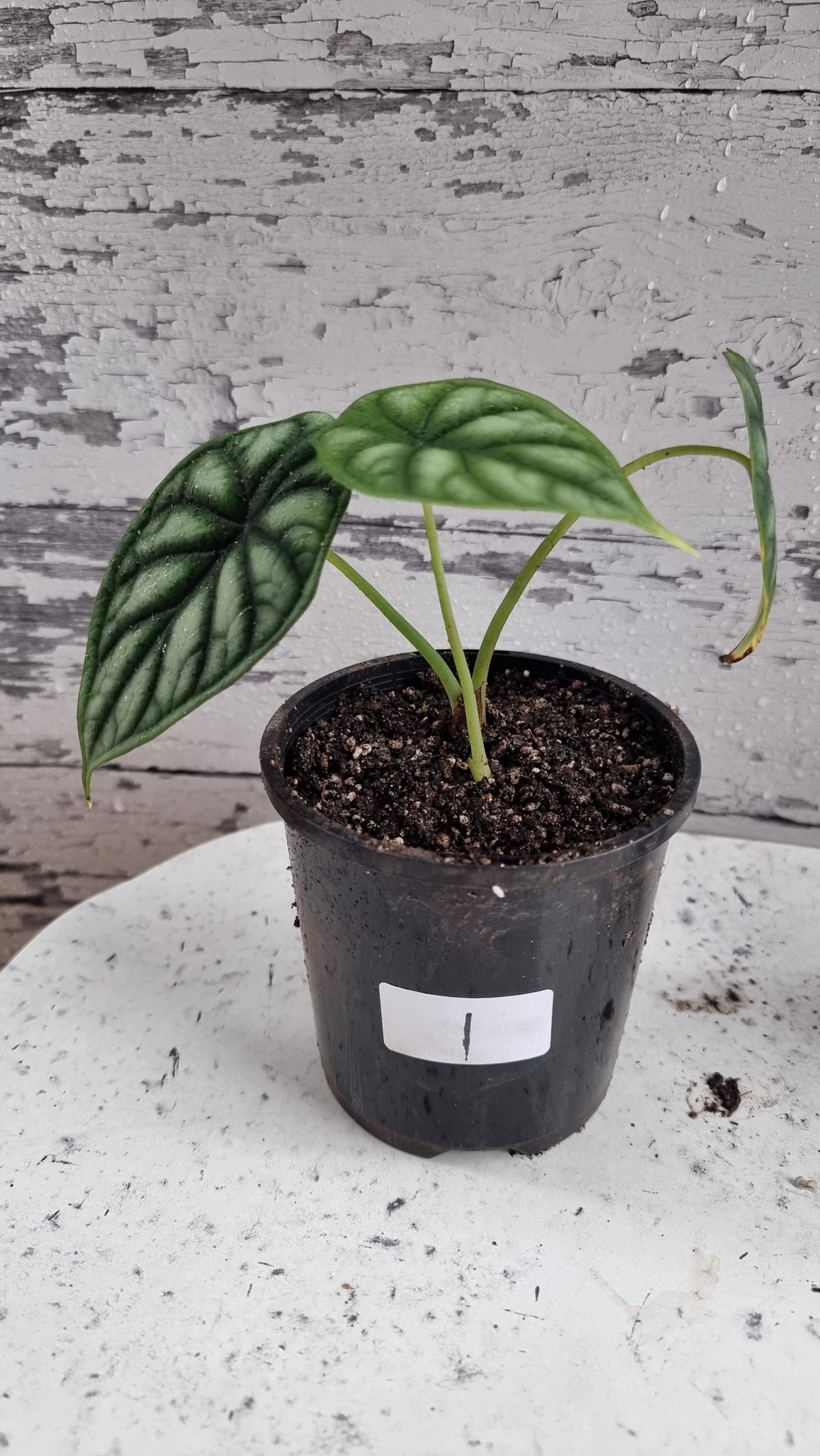 Alocasia baginda 'Black Dragon Scale' - Borneo