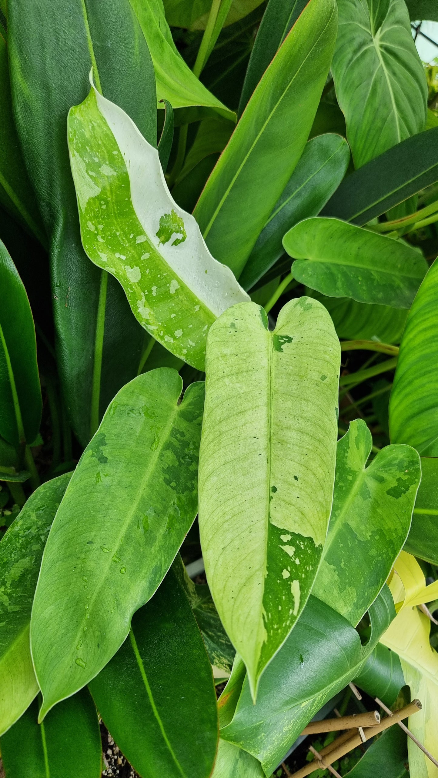 Philodendron 'Jose Buono'