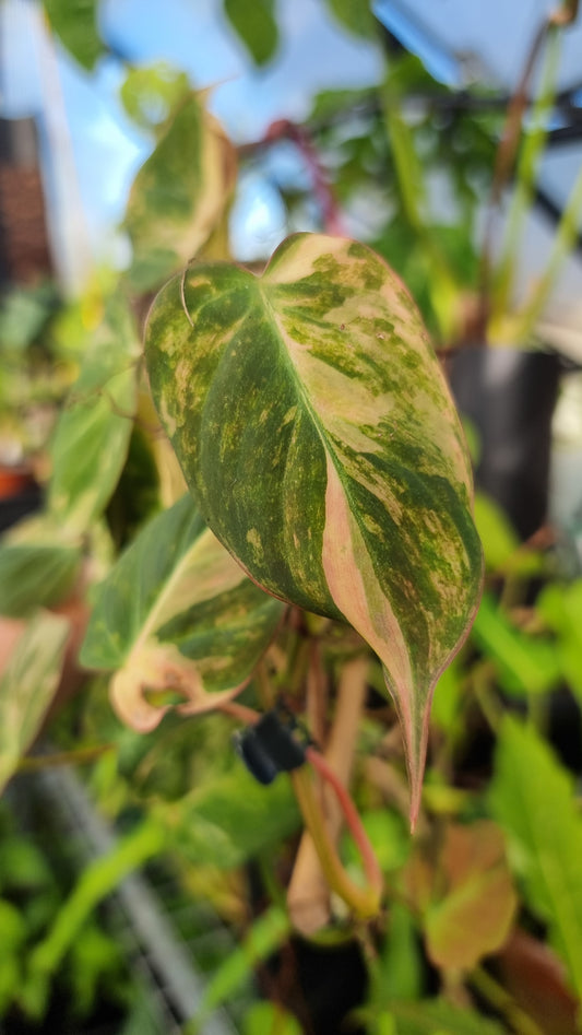 Philodendron hederaceum var hederaceum variegata - Variegated Micans