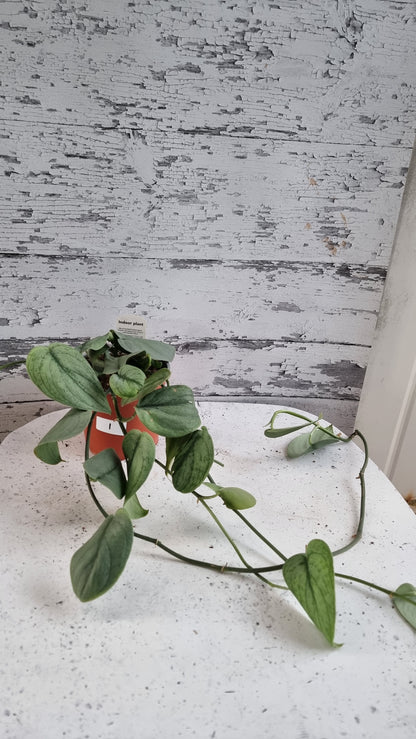 Scindapsus pictus 'Silver Hero' - Platinum Pothos