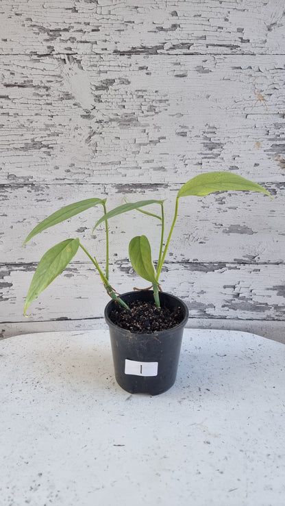 Epipremnum pinnatum 'Cebu Blue' - Blue Dragons Tail Plant