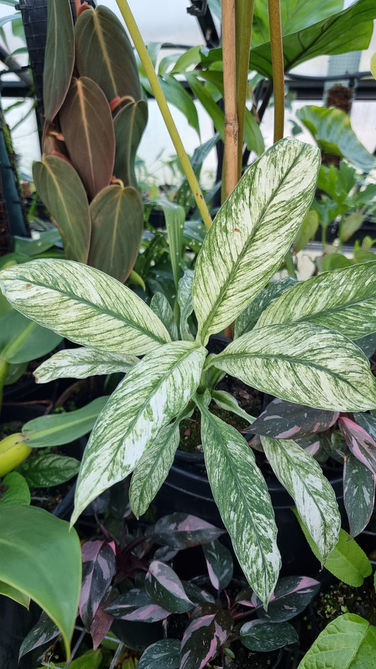 Spathiphyllum ‘Sensation’ variegated - Peace Lily