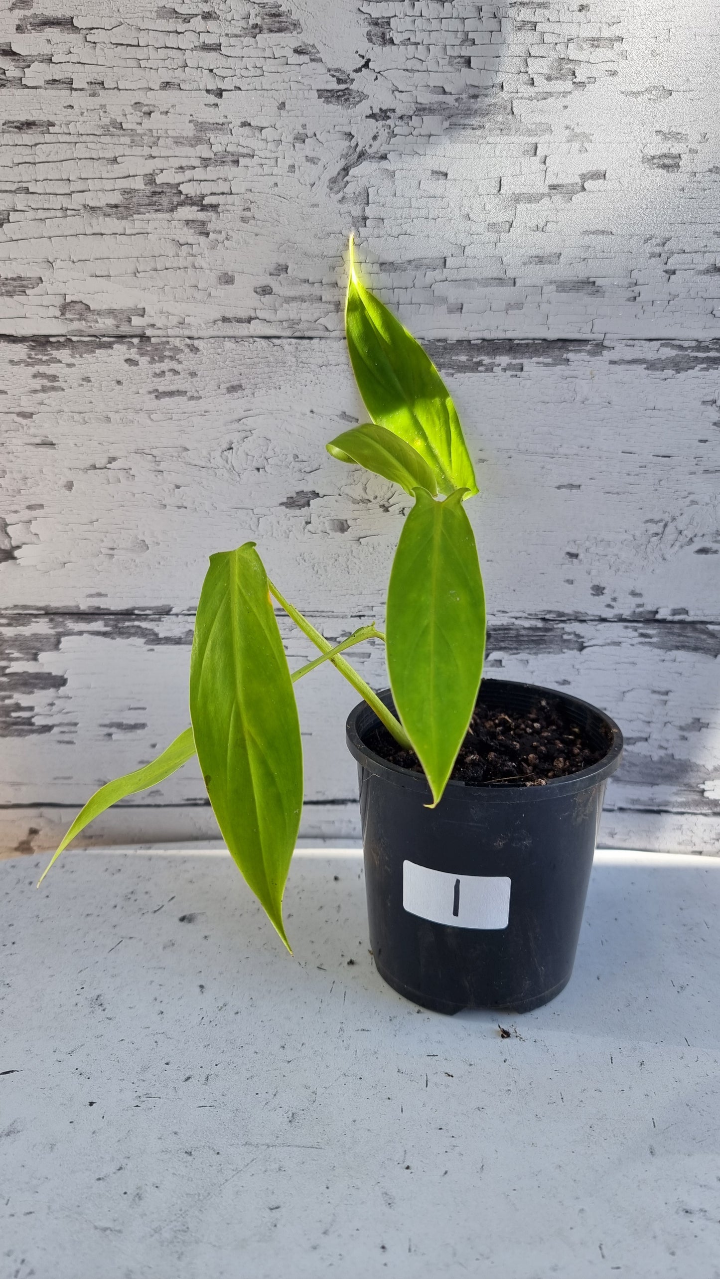 Philodendron holtonianum - Tesla plant