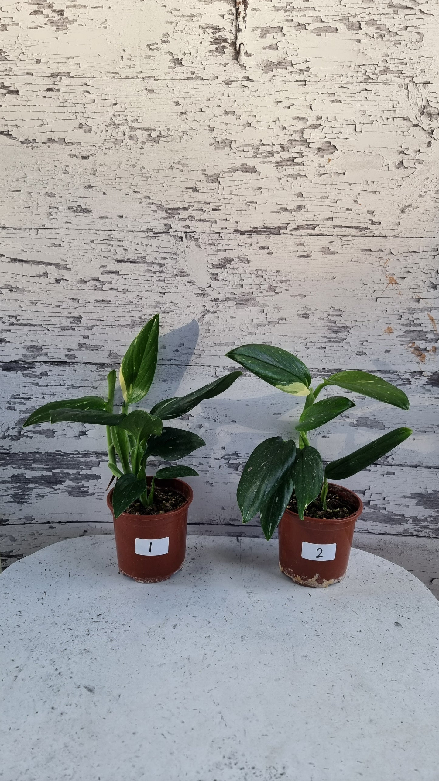 Monstera standleyana variegata