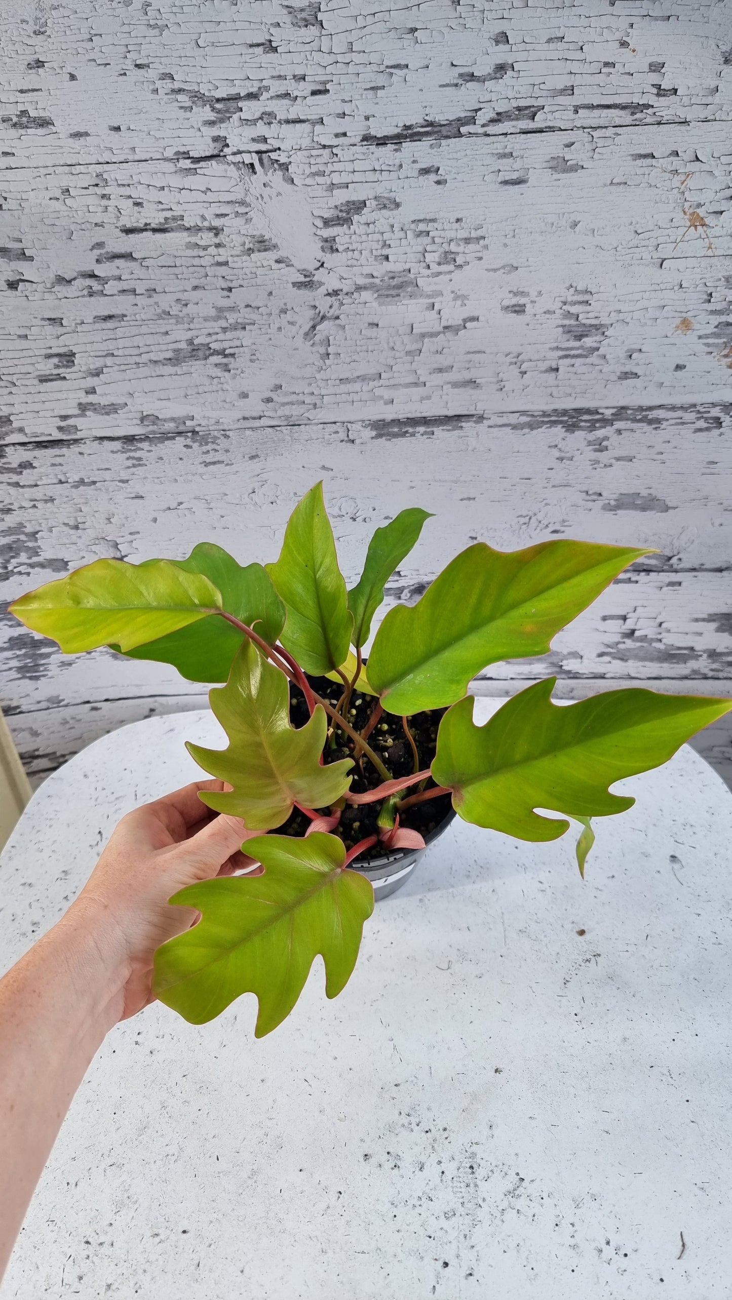 Philodendron mayoi 'Tahiti'