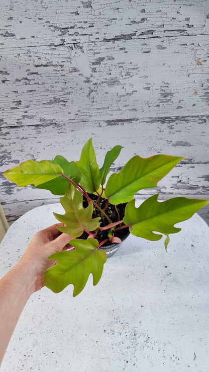 Philodendron mayoi 'Tahiti'