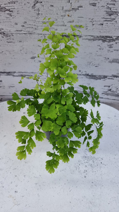 Adiantum raddianum - 三角铁线蕨
