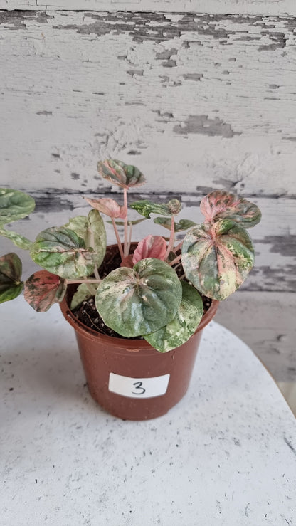 Peperomia caperata 'Pink Lady'