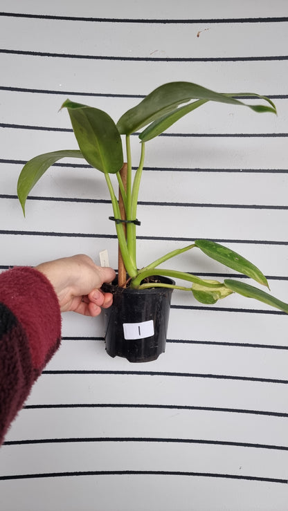Philodendron 'Jose Buono'