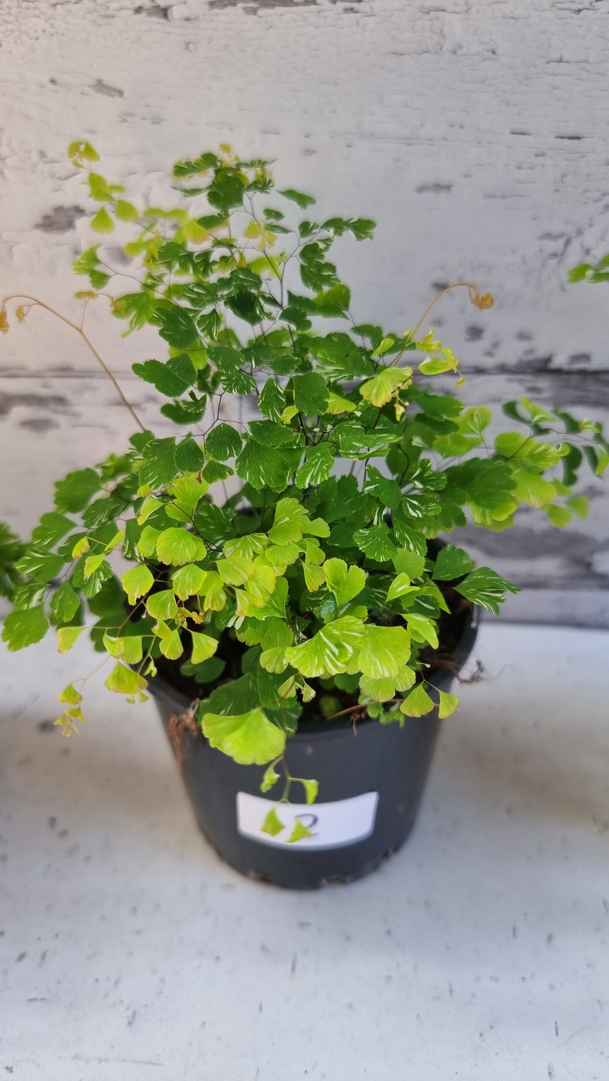 Adiantum raddianum - 三角铁线蕨