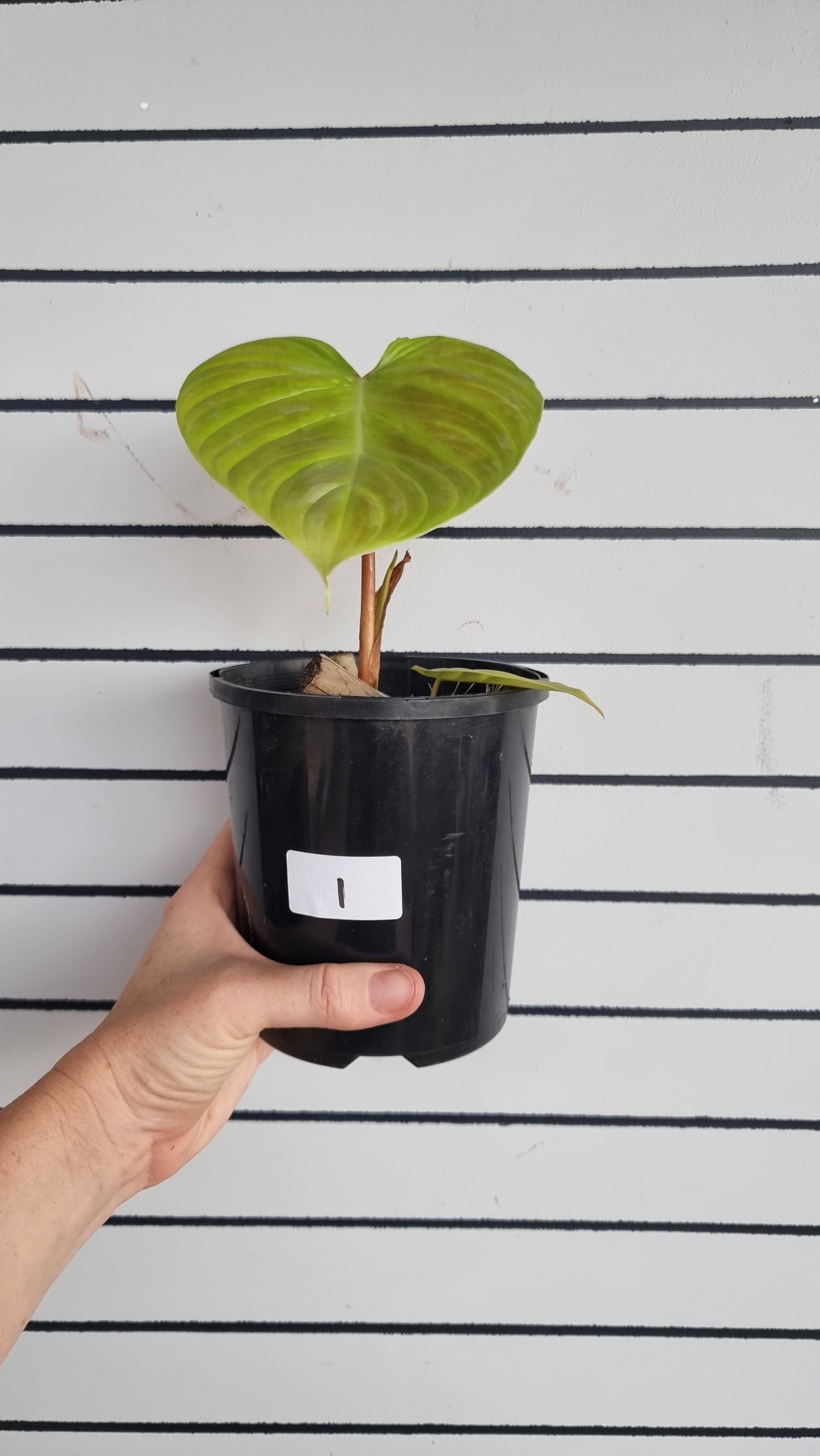 Philodendron verrucosum x sodiroi 'Majestic' - Climbing Aroid