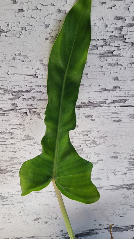 Philodendron bipennifolium x 'Jerry Horne'