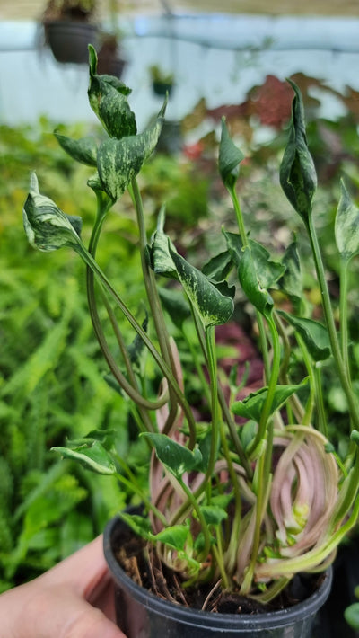 Syngonium podophyllum 'Godzilla' - Arrowhead Plant Root'd Plants 