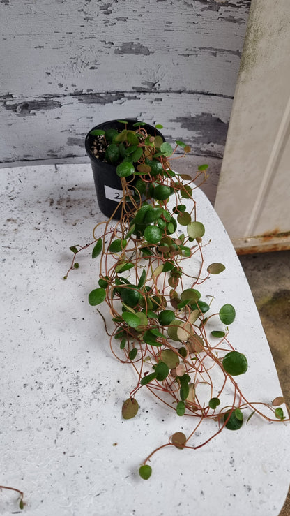 Peperomia prostrata 'Pepperspot' - String of Coins