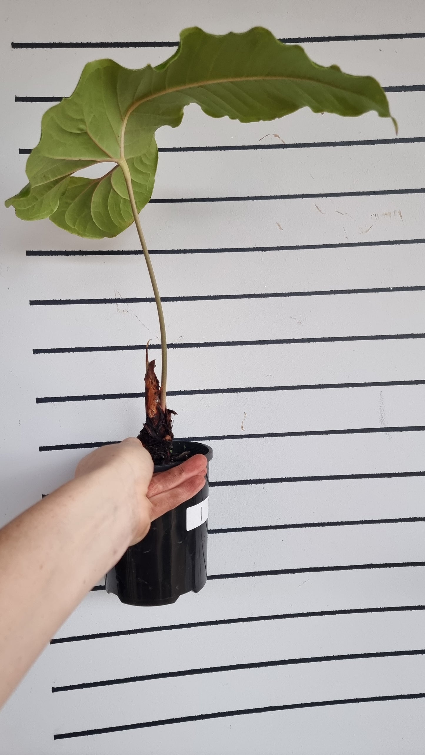 Anthurium ivanportillae - Tropical Aroid