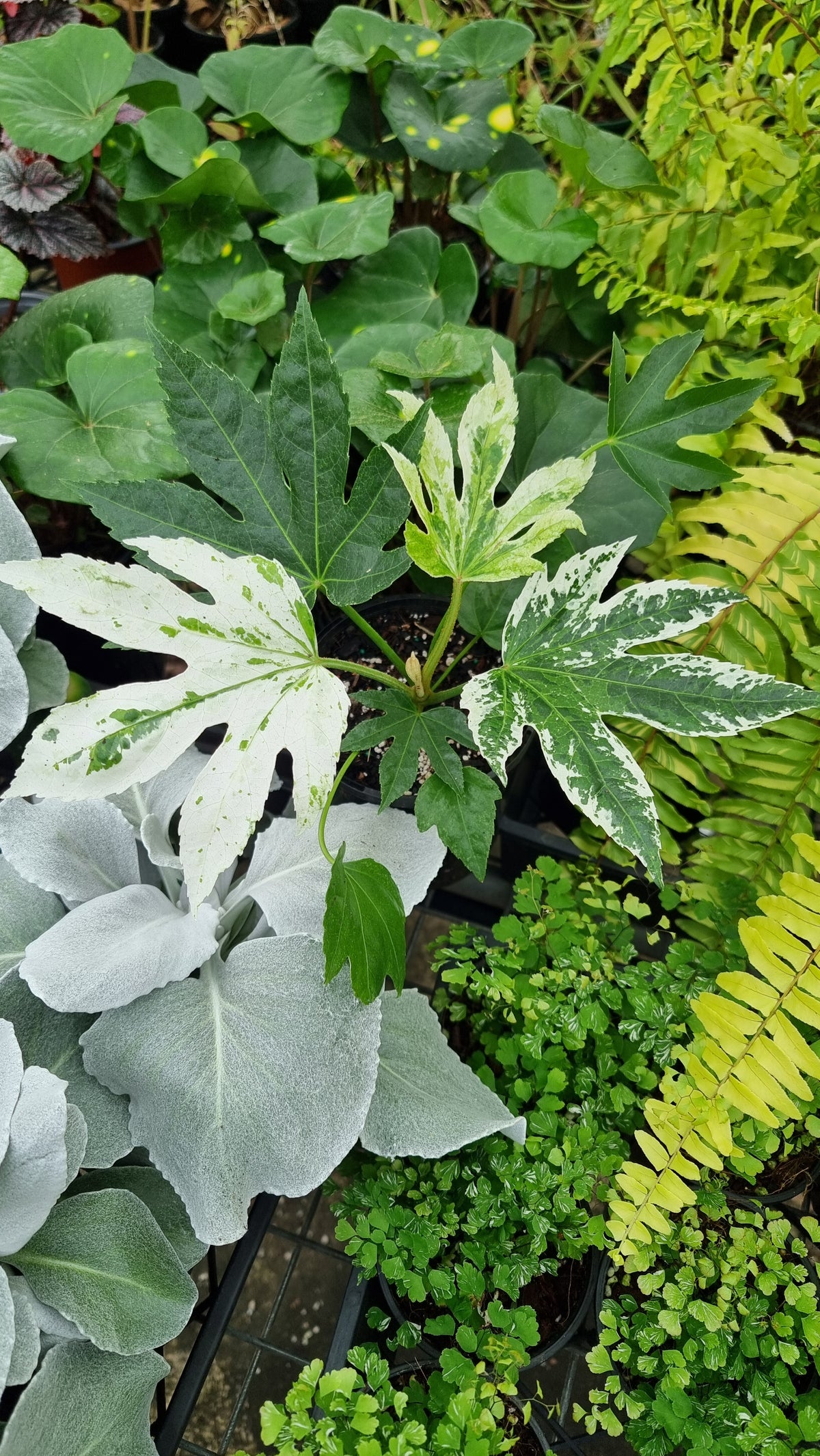 Fatsia Japonica 'Spider web' - Japanese aralia