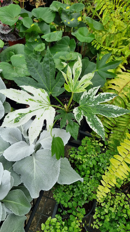 Fatsia Japonica 'Spider web' - Japanese aralia