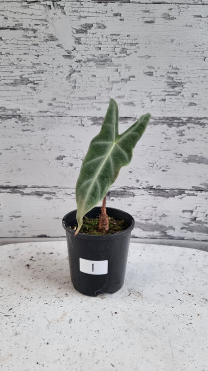 Alocasia longiloba 'Denudata' purple - Non TC