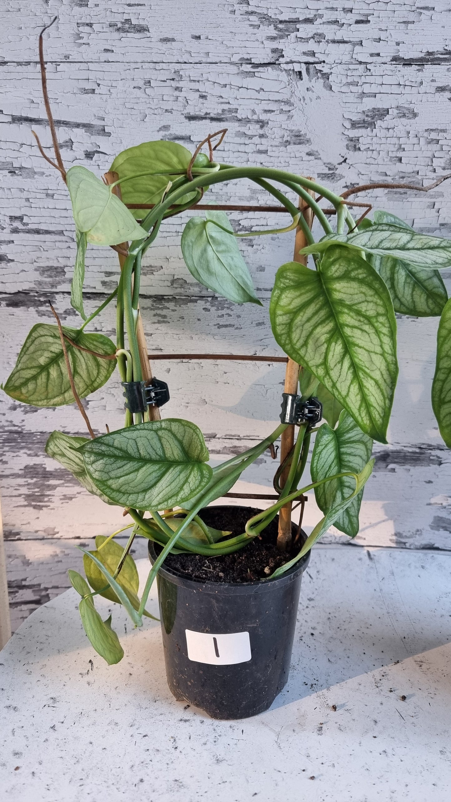 Monstera siltepecana 'El Salvador'